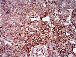 PSP/BPIFA2 Antibody (2B4F5) - BSA Free, Novus Biologicals 0.1mL; Unlabeled:Antibodies,
