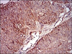 PSP/BPIFA2 Antibody (3F8E4) - BSA Free, Novus Biologicals 0.1mL; Unlabeled:Antibodies,