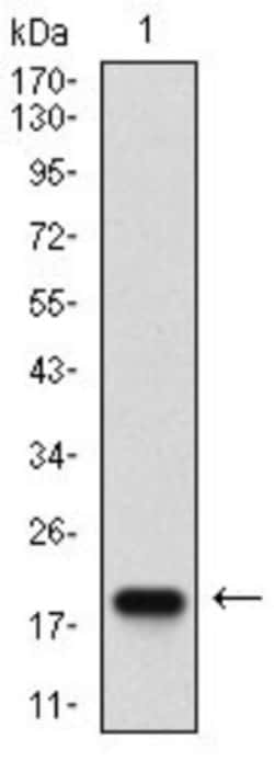 PSP/BPIFA2 Antibody (3F8E4) - BSA Free, Novus Biologicals 0.1mL; Unlabeled:Antibodies,