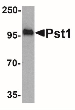 PST1 Antibody - BSA Free, Novus Biologicals 0.1mg; Unlabeled:Antibodies,
