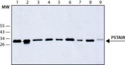 PSTAIR Antibody (PSTAIR), Novus Biologicals:Antibodies:Primary Antibodies