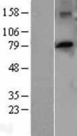 Novus Biologicals&trade;&nbsp;PTCD3 Overexpression Lysate