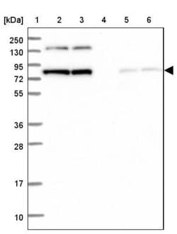 PTCD3 Antibody, Novus Biologicals:Antibodies:Primary Antibodies