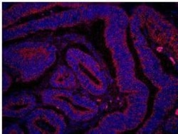 PTEN Antibody, Novus Biologicals 0.1mL; Unlabeled:Antibodies, Polyclonal