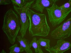 PTEN Antibody, Novus Biologicals 0.1mL; Unlabeled:Antibodies, Polyclonal