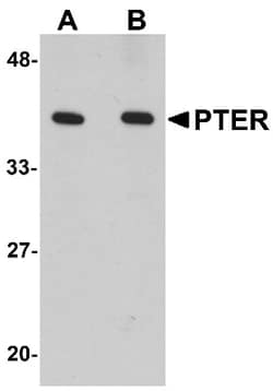 PTER Antibody - BSA Free, Novus Biologicals 0.025 mg, Unconjugated:Antibodies,