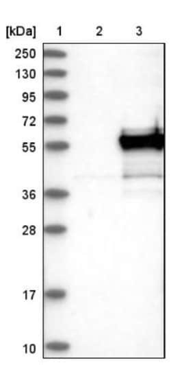Prostaglandin I2 Synthase Antibody, Novus Biologicals 0.1 mL | Buy Online | Novus Biologicals | Fisher Scientific
