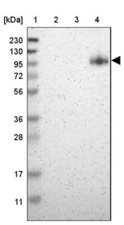 PTIP Antibody, Novus Biologicals:Antibodies:Primary Antibodies