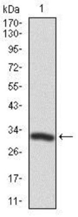 PTK9 Antibody (7C11) - BSA Free, Novus Biologicals 0.1 mL | Buy Online | Novus Biologicals | Fisher Scientific