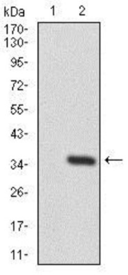 PTK9 Antibody (7C11) - BSA Free, Novus Biologicals 0.1 mL | Buy Online | Novus Biologicals | Fisher Scientific