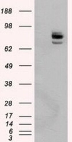 PTP epsilon Antibody (OTI5F2), Novus Biologicals 0.1mL; Unlabeled:Antibodies,