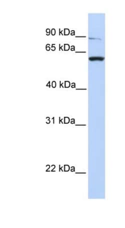 PTP alpha/PTPRA Antibody, Novus Biologicals 100 &mu;L | Buy Online | Novus Biologicals | Fisher Scientific