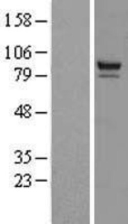 Novus Biologicals&trade;&nbsp;PTPDC1 Overexpression Lysate
