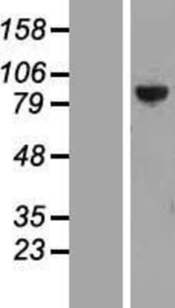 Novus Biologicals&trade;&nbsp;PTPDC1 Overexpression Lysate