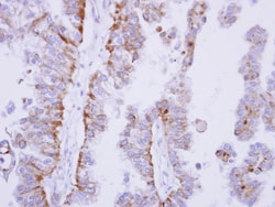SHP-1 Antibody, Novus Biologicals 0.1mL; Unlabeled:Antibodies, Polyclonal