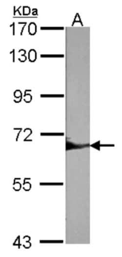 SHP-1 Antibody, Novus Biologicals 0.1mL; Unlabeled:Antibodies, Polyclonal