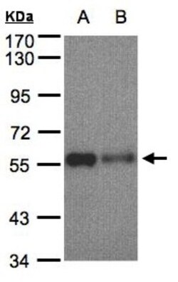 SHP-1 Antibody, Novus Biologicals 0.1mL; Unlabeled:Antibodies, Polyclonal
