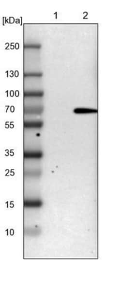 SHP-1 Antibody, Novus Biologicals 25 &mu;L; Unlabeled:Antibodies, Polyclonal