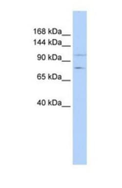 PTPRH Antibody, Novus Biologicals 100 &mu;L | Buy Online | Novus Biologicals | Fisher Scientific
