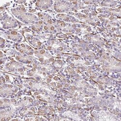 PTPRK Antibody, Novus Biologicals:Antibodies:Primary Antibodies