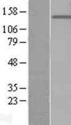 Novus Biologicals&trade;&nbsp;PTPRO Overexpression Lysate