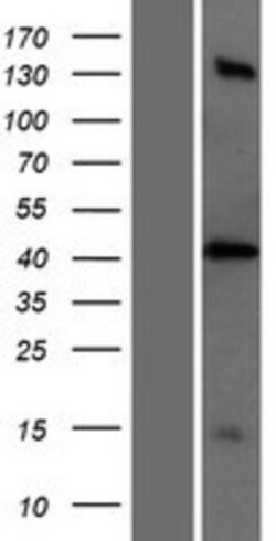 Novus Biologicals&trade;&nbsp;PTRF Overexpression Lysate