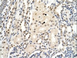 PUF60 Antibody, Novus Biologicals 100&mu;L; Unlabeled:Antibodies, Polyclonal