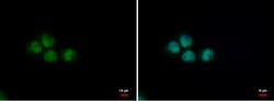 PUF60 Antibody (3510), Novus Biologicals 0.1mL; Unlabeled:Antibodies, Monoclonal