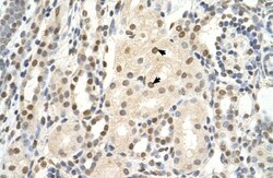 PUF60 Antibody, Novus Biologicals 100&mu;L; Unlabeled:Antibodies, Polyclonal