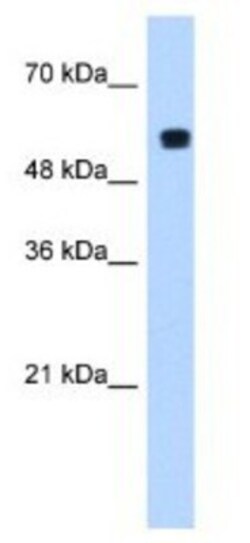 PUF60 Antibody, Novus Biologicals 100&mu;L; Unlabeled:Antibodies, Polyclonal