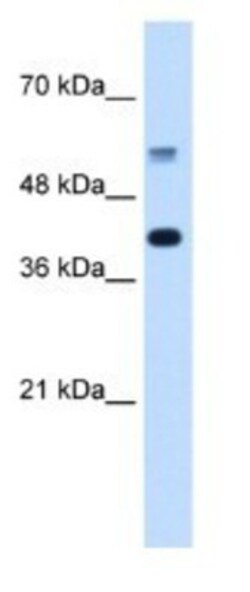 PUF60 Antibody, Novus Biologicals 100&mu;L; Unlabeled:Antibodies, Polyclonal