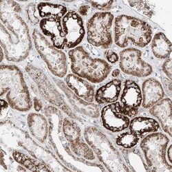 PUM2 Antibody, Novus Biologicals:Antibodies:Primary Antibodies