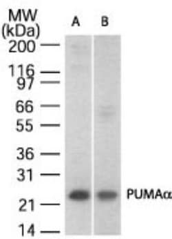 PUMA Antibody, Novus Biologicals 0.025mg; Unlabeled:Antibodies, Polyclonal