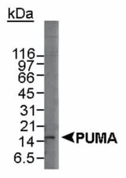 PUMA Antibody, Novus Biologicals 0.1mL; Unlabeled:Antibodies, Polyclonal