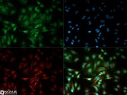 PUMA Antibody, Novus Biologicals 0.1mL; Unlabeled:Antibodies, Polyclonal