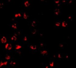 PUMA Antibody - BSA Free, Novus Biologicals 0.025 mg | Buy Online | Novus Biologicals | Fisher Scientific