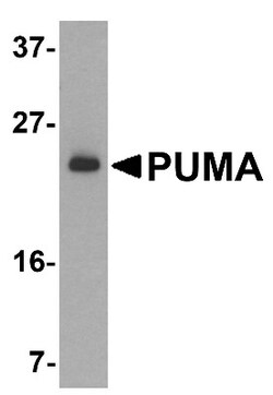 PUMA Antibody - BSA Free, Novus Biologicals 0.025 mg | Buy Online | Novus Biologicals | Fisher Scientific