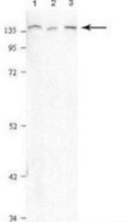 PURL Antibody, Novus Biologicals 0.05mg; Unlabeled:Antibodies, Polyclonal