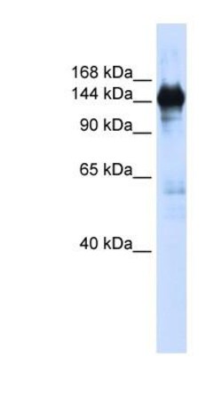 PURL Antibody, Novus Biologicals 0.05mg; Unlabeled:Antibodies, Polyclonal