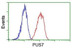 PUS7 Antibody (OTI5F12), Novus Biologicals 0.1mL; Unlabeled:Antibodies,