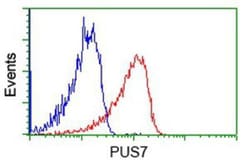 PUS7 Antibody (OTI5F12), Novus Biologicals 0.1mL; Unlabeled:Antibodies,