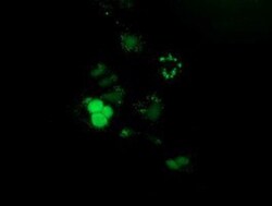PUS7 Antibody (OTI5F12), Novus Biologicals 0.1mL; Unlabeled:Antibodies,