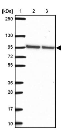 PUS7L Antibody, Novus Biologicals 0.1mL; Unlabeled:Antibodies, Polyclonal