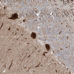 PUSL1 Antibody, Novus Biologicals 0.1mL; Unlabeled:Antibodies, Polyclonal