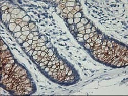 Nectin-1/PVRL1 Antibody (OTI6F8), Novus Biologicals 0.1mL; Unlabeled:Antibodies,