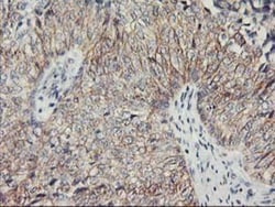 Nectin-1/PVRL1 Antibody (OTI6F8), Novus Biologicals 0.1mL; Unlabeled:Antibodies,