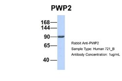 PWP2H Antibody, Novus Biologicals:Antibodies:Primary Antibodies