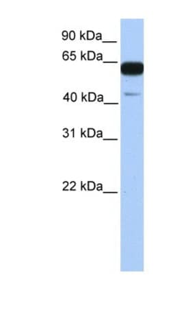 PWWP2A Antibody, Novus Biologicals:Antibodies:Primary Antibodies
