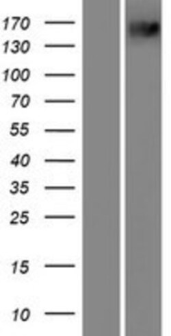 Novus Biologicals&trade;&nbsp;PXDN Overexpression Lysate