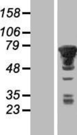 Novus Biologicals&trade;&nbsp;PXK Overexpression Lysate